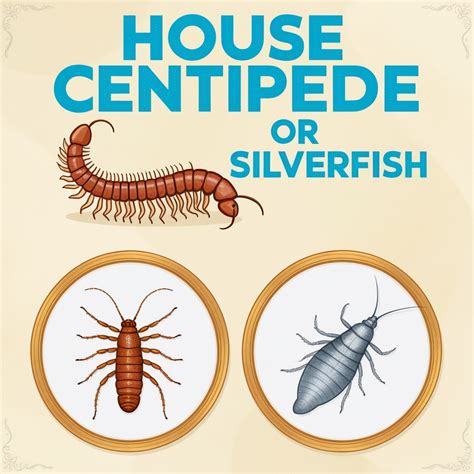 Silverfish Vs Centipede