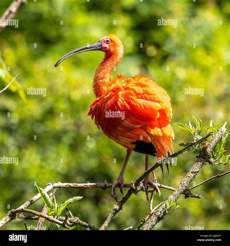 The Scarlet ibis, Eudocimus ruber is a species of ibis in the bird family Threskiornithidae. It ...