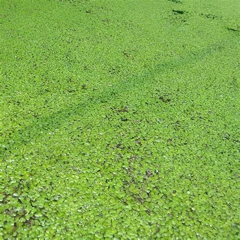 Lemna Minor Duckweed Live Floating Plant 2000 Count | Natural Water ...