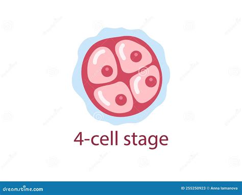 Zygote 4-cell stage stock vector. Illustration of cell - 255250923