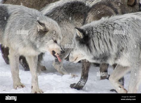 Image result for Positive Social Behavior of Wolves