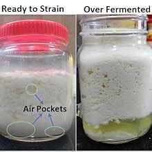 Mr. Kefir Live Milk Kefir Grains (15 Grams.)|Lab Tested-Contains 2.2 ...