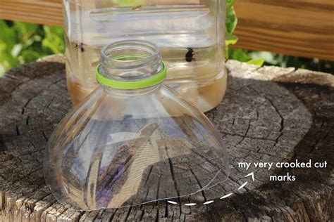 Best Fly Traps at Layla Helms blog