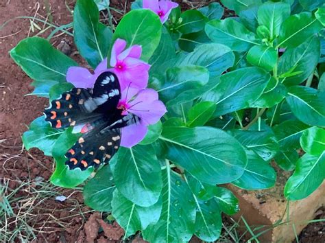 BUTTER FLY PARK (2026) All You Need to Know BEFORE You Go (with Photos ...