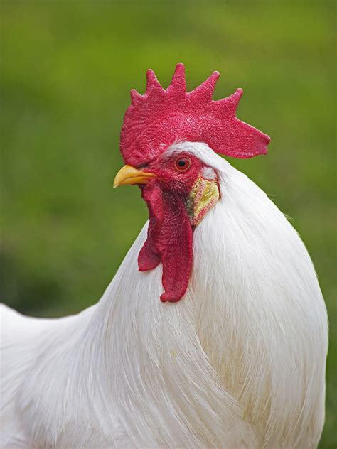 White Leghorn Chicken Breed Guide — Practical Self Reliance