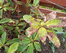 Image result for Rhododendron Teae