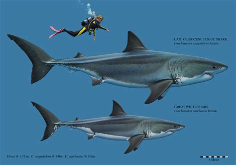 Carcharodon Megalodon Vs Great White