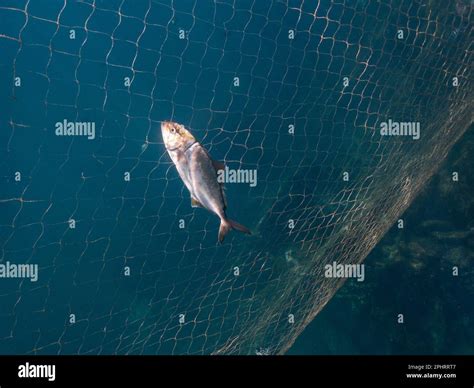 A small amberjack (Seriola dumerili) caught on a gill net in SE Brazil Stock Photo - Alamy