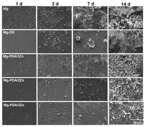 Fabrication of Zn2+-Loaded Polydopamine Coatings on Magnesium Alloy ...