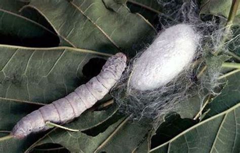 Silkworm