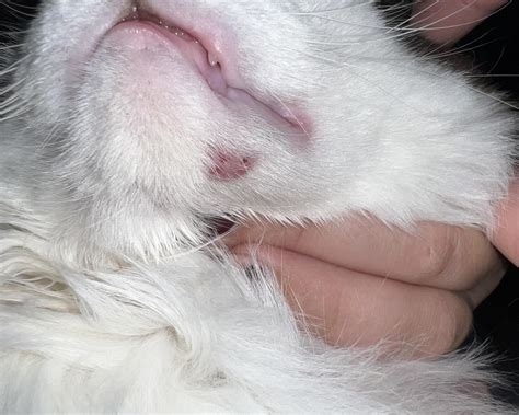 A batalha contra a dermatite alérgica à pulga em gatos