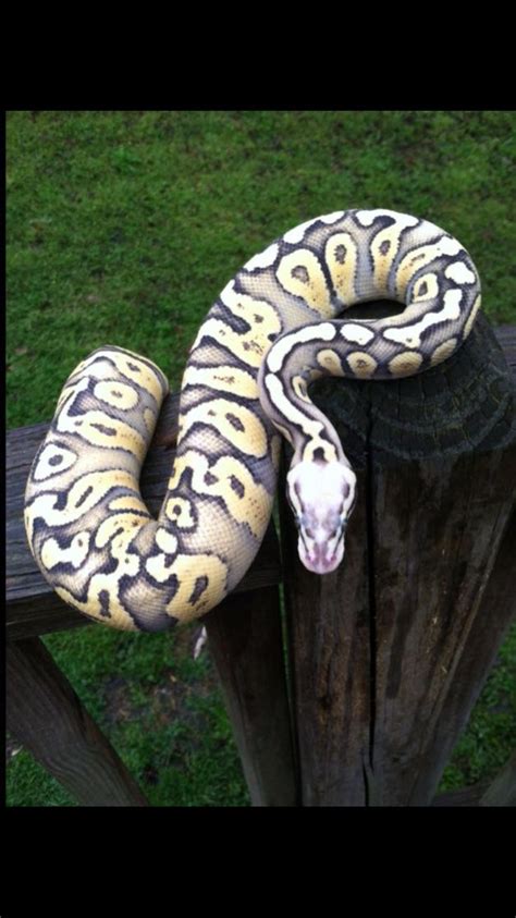 Superfly Ball Python 的图像结果