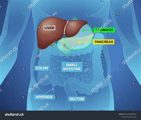 Liver Anatomy And Function Anatomy Pinterest Anatomy