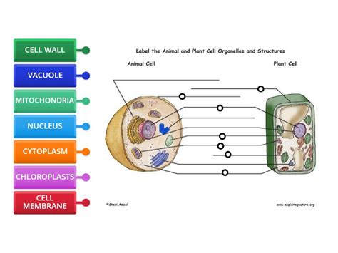 Cells 的图像结果