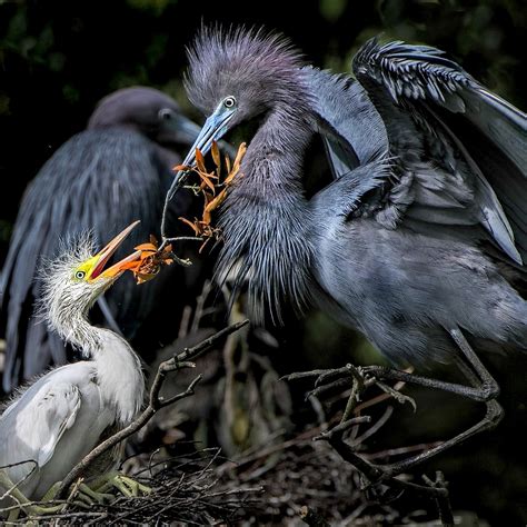 Great Blue Heron Baby
