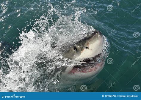 Great White Shark with Open Mouth on the Surface Out of the Water ...