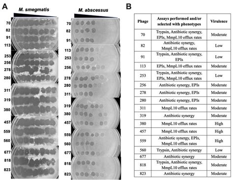 Understanding the Phage–Host Interaction Mechanism toward Improving the ...
