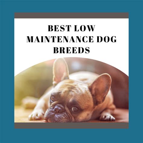 Low-Maintenance Dogs Breeds - What Dog Breed