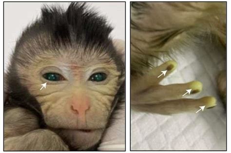 Chinese scientists show 1st live birth of a chimeric monkey using stem ...