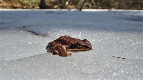 Hibernating Frog Frozen