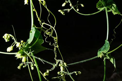 Nature Plant 的图像结果