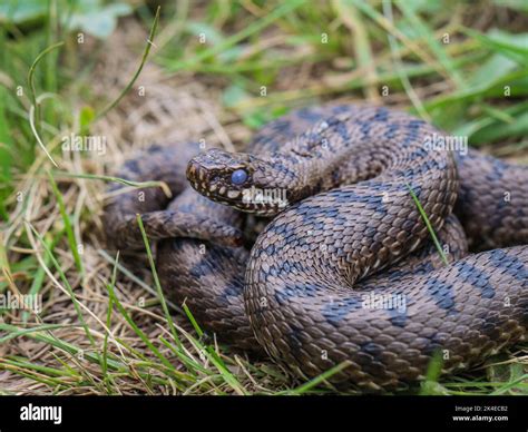 The common European viper (latin name: Vipera berus) changing skin with ...