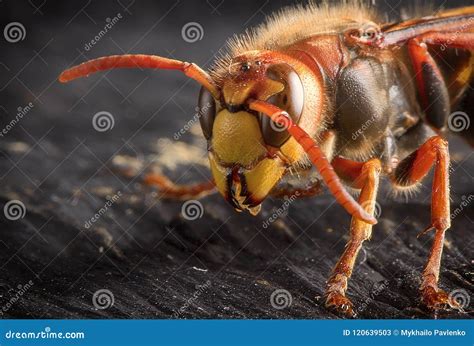 Huge European Hornet. Dangerous Predatory Insect. Close-up. Stock Image ...