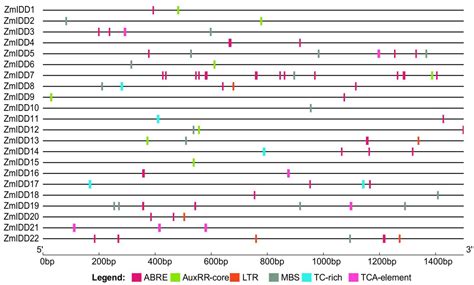 Comprehensive Analysis of the INDETERMINATE DOMAIN (IDD) Gene Family ...