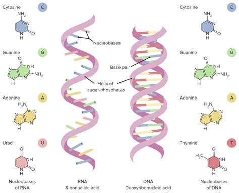 Similarities Between Dna And Rna