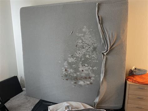Mold on bottom of three month old foam mattress: it’s a goner right ...