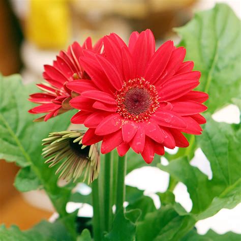 Gerbera Daisy Seeds