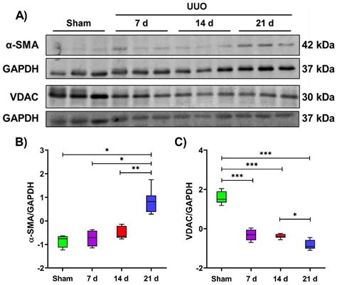 Expression Profiles of Kidney Mitochondrial Proteome during the ...