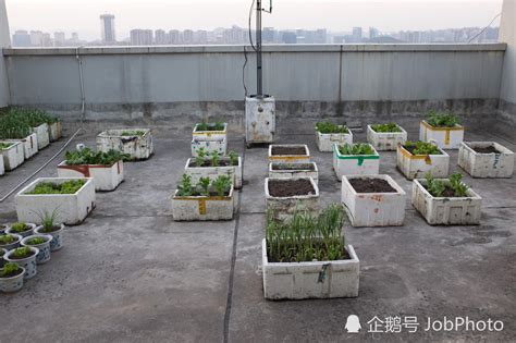 谁说城里人不会种菜？高层居民楼顶现“空中菜园”|楼顶|蔬菜|居民_新浪新闻