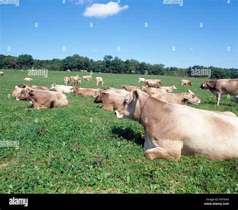 Brown swiss cows hi-res stock photography and images - Alamy