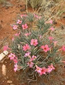 Cloud Farm Adenium Plant Price in India - Buy Cloud Farm Adenium Plant ...
