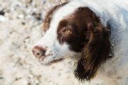 449+ Springer Spaniel Names (BEST Picks For 2025!)