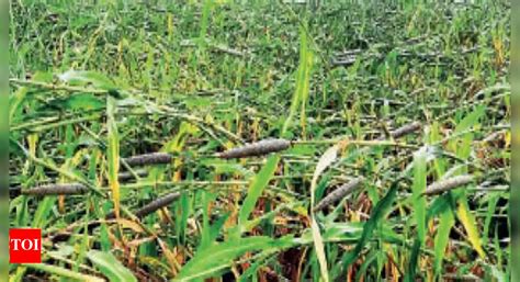 Elephants damage crops in AP's Vizianagaram district | Vijayawada News ...
