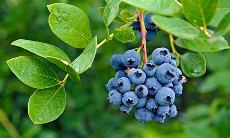 Wild Blueberries vs. Regular (Cultivated) Blueberries
