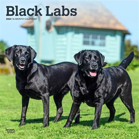 Labrador Retrievers, Black 2024 Square : Amazon.in: Books