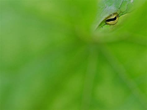 Eye Spy | Nature inFocus