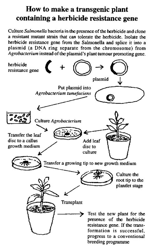 Image result for Genetic Engineering Process Diagram