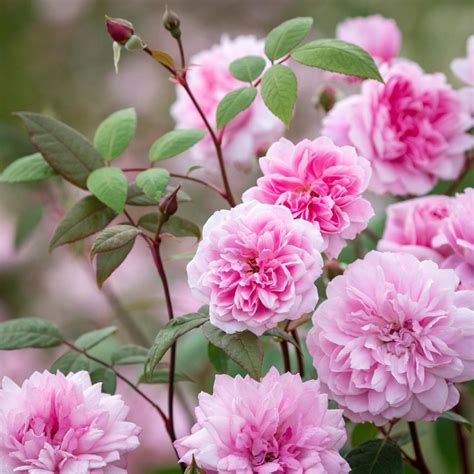 7 Great Varieties of Large-Flowered Climbing Roses - SONG OF ROSES