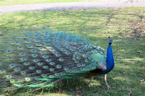 Staten Island Zoo, New York - TimesTravel