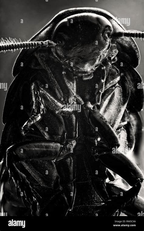 Madagascar Cockroach Dissection 的图像结果