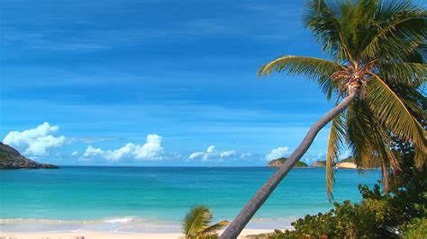 Image result for Virtual Beach Background