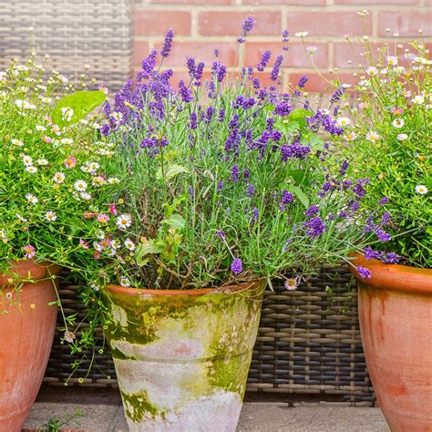 Can I grow lavender indoors? Expert tips for healthy plants | Ideal Home