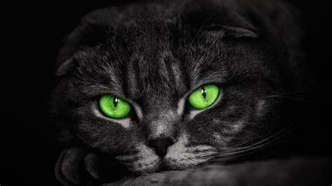 Image result for Python Black App