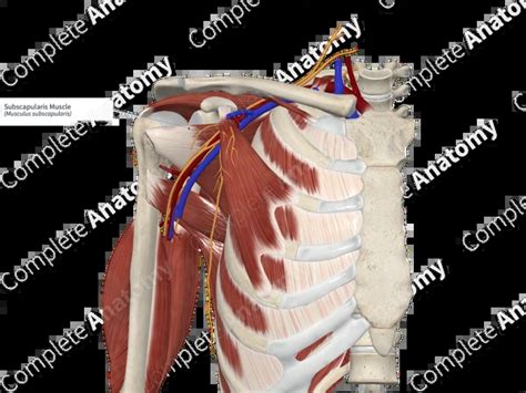 Image result for Subscapularis Muscle Function
