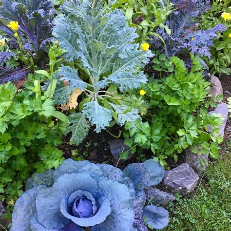 Borage Companion Plant