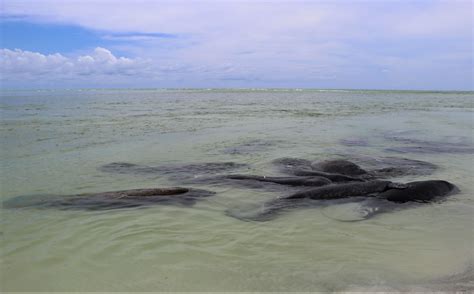 Police, wildlife experts recommend wide berth for thrashing manatees ...